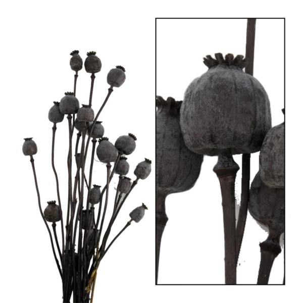 Trockenblumenbund Mohnköpfe 58cm in schwarz