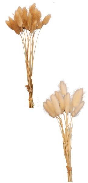 Tockenblumen-Bündel Samtgras L:25cm in zwei Ausführungen